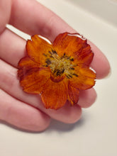 Charger l'image dans la galerie, Broche fleur naturelle Cosmos sulphureus
