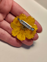 Charger l'image dans la galerie, Broche fleur naturelle Cosmos sulphureus jaune
